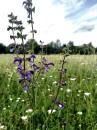 Wiesensalbei (Salvia pratensis)