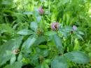 Wiesenklee oder Rotklee (Trifolium pratense)