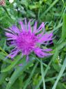 Wiesenflocken (Centaurea jacea)