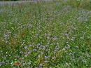 Bueschelschoen Rainfarn-Phazelie (Phacelia tanacetifolia)