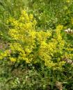 echtes Labkraut (Galium verum) gelbes Waldstroh