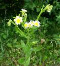 einjaehriger Feinstrahl Berufkraut (Erigeron annuus)