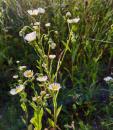 Einjaehriges Berufkraut (Erigeron annuus), Weisses- oder Feinstrahl-Berufkraut