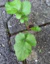 gewoehnliche Nelkenwurz (Geum urbanum)