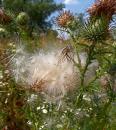 gewoehnliche Kratzdistel (Cirsium vulgare)