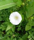 Gewoehnliche Zaunwinde oder Ufer-Zaunwinde (Calystegia sepium) 