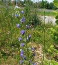 gewoehnlicher oder blauer Natternkopf (Echium vulgare)