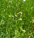 gewoehnliches Knaulgras - Wiesen-Knaeuelgras  (Dactylis glomerata)