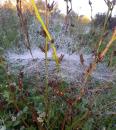 Spinnennetz Taubenetz im Herbst