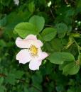 Hundsrose, Heckenrose, Heiderose oder Hagrose (Rosa canina)