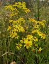 Jakobs-Greiskraut oder -Kreuzkraut (Jacobaea vulgaris)