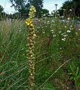 kleinbluetige Koenigskerze, Marienkerze, Wollblume (Verbascum thapsus)