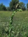 Kompass-, Stachel-Lattich (Lactuca serriola)