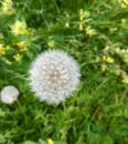 Loewenzahn  (Taraxacum officinale) Butter-, Mai- oder Pusteblume