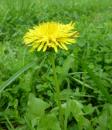 Loewenzahn (Taraxacum officinale)