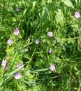 Pyrenaeen-Storchschnabel (Geranium pyrenaicum)