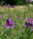 Skabiosen-Flockenblume (Centaurea scabiosa)