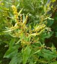 Stumpfblaettriger Ampfer (Rumex obtusifolius), Alpen-Ampfer