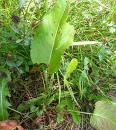 Stumpfblaettriger Ampfer (Rumex obtusifolius), Alpen-Ampfer