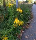 echtes Johanniskraut (Hypericum perforatum)