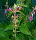 Wald-Ziest (Stachys sylvatica)