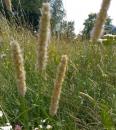 Wiesen-Lieschgras (Phleum pratense)