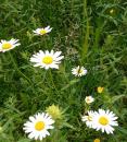  Wiesenmargerite (Leucanthemum vulgare) fruehe Margerite, hohe Margerite, Magerwiesen-Margerite