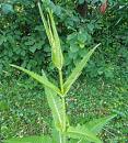 wilde Karde (Dipsacus fullonum)