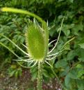 wilde Karde (Dipsacus fullonum)