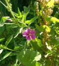 wilde Malve (Malva sylvestris) Kaesepappel